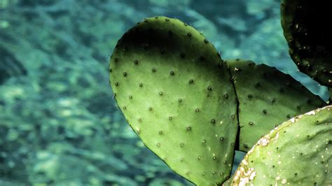 Free Images Prickly Pear Cactus Leaf