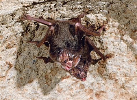 Common Vampire Bat Desmodus Rotundus Stock Image C0502110 Science Photo Library