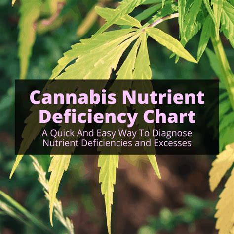 Cannabis Nutrient Deficiency Chart A Simple Way To Diagnose Problems