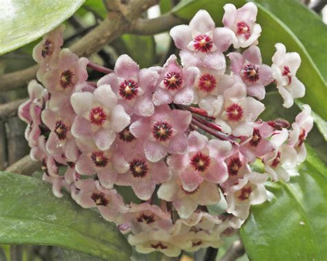 Die kräftig wachsende wachsblume hoya hat ihre heimat in den regenwäldern von australien, china oder malaysia und kann daher in den hiesigen breitengraden nur als zimmerpflanze gehalten werden. Wachsblume, Porzellanblume - Pflanzen, Pflege und Tipps ...