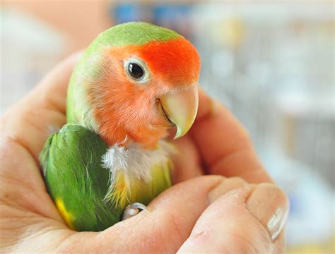 Cute Overload 5 This Lovebird Just Wants To Be Fabulous Ok Shinyshiny