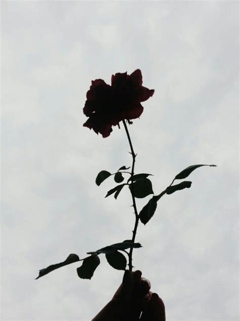 ㅐㅂㅅ D ㅂ Я Flower Peace Aesthetic Roses Grunge Aesthetic Dark Aesthetic Rose Pic Future