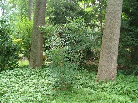 Dwarf firepower nandina, also known as firepower heavenly bamboo, packs intense color in a compact size. Deer Resistant Plants for The Philadelphia Area - Trees ...