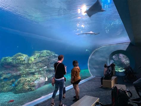 Pacific Seas Aquarium New In 2018 Zoochat
