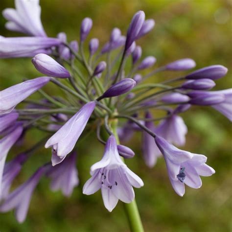 Buy African Lily Agapanthus Liams Lilac £899 Delivery By Crocus