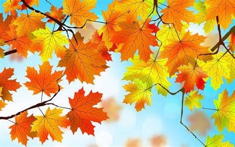 X Autumn Leaves Hd P Hd K Wallpapers Images Backgrounds Photos And Pictures