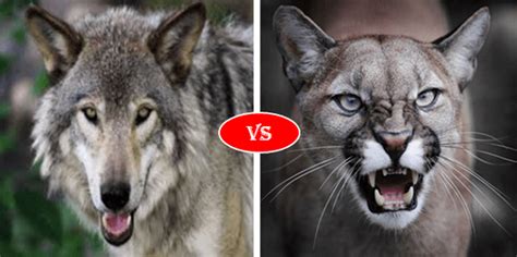 Cougar Puma Vs Gray Wolf Fight Comparison Who Win Win