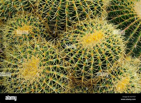 Golden Barrel Cactus Golden Balls Or Mother In Laws Cushion