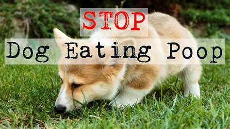 How Can You Get Your Dog To Stop Eating Poop