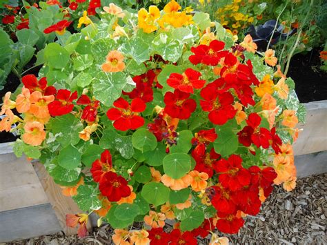 How To Grow And Care For Nasturtiums World Of Flowering Plants