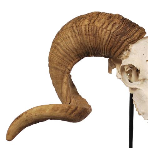 Corsican Ram Skull With Horns Mounted On Custom Steel Stand At 1stdibs