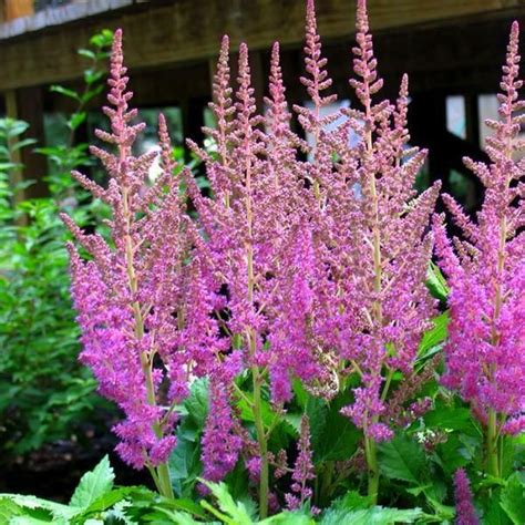 The following is a list of landscape plants rated according to their resistance to deer damage. Astilbe chinensis 'Visions' | Flowers perennials, Deer ...
