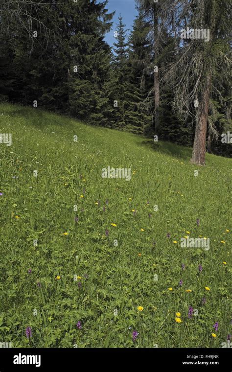 Wild Alpine Flower Meadow Above Ehrwald Austrian Alps Austria Stock