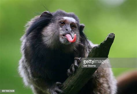 Monkey Sticking Out Tongue Stockfotos En Beelden Getty Images