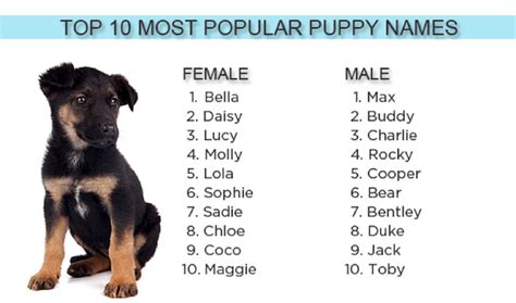 Ranked by popularity on rover.com. Top Puppy Names - earthbath