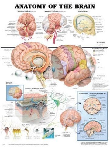4 charts commonly used by opticians.for example, this anatomical chart includes fronal and posterior views, lateral views, views of the. Anatomy of the Brain Anatomical Chart Poster Print Posters ...