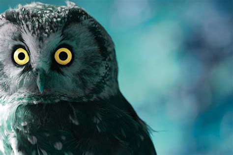 Fearful Owl Pictures Stock Photos Pictures And Royalty Free Images Istock