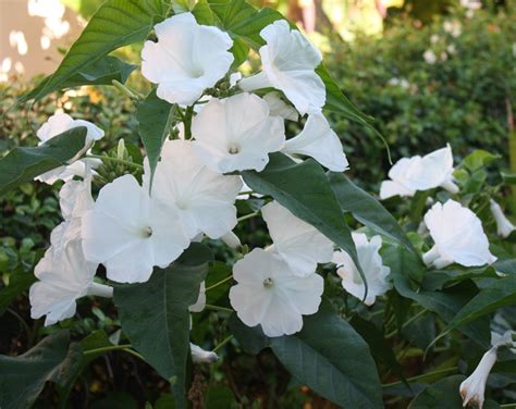 This annual plant with small tricolor blooms gives mind blowing shades because it has more colorful varieties other than white flower. Morning Glory TREE BUSH Seeds, WHITE FLOWERS (Ipomoea ...