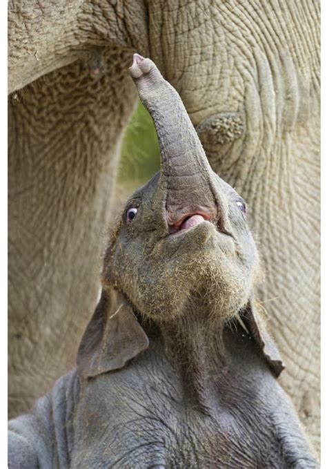 Elephant Swinging Trunk National Geographic