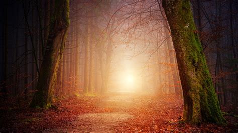 Foto Nebel Weg Natur Herbst Wälder Bäume 1920x1080