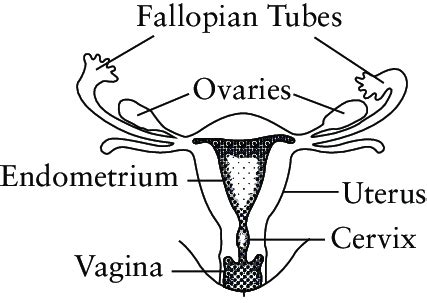 16,000+ vectors, stock photos & psd files. 1 The anatomy of the female reproductive system | Download Scientific Diagram