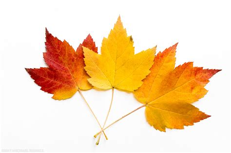 Maple Leaves In Full Fall Foliage Colors