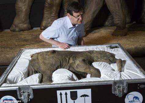 Lyuba The Woolly Mammoth Will Go On Display At The Natural History