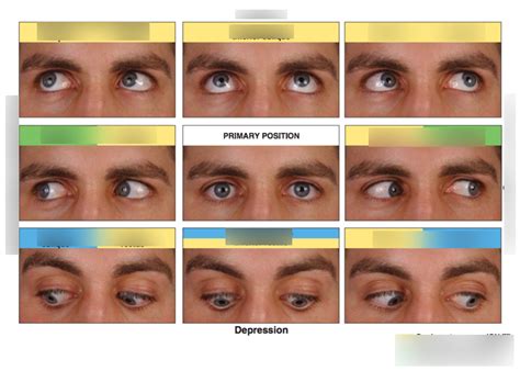 Neuro Test 3 Eye Movements Diagram Quizlet