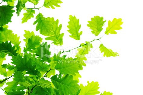 Oak Leaves Stock Photo Royalty Free Freeimages