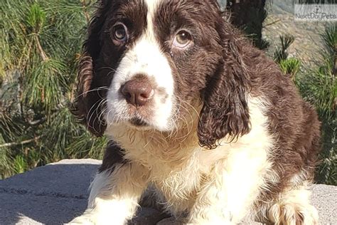 Learn more information and facts about german shorthaired german shorthaired pointers are a versatile sporting breed with a loyal following around the world. German Shorthaired Pointer puppy for sale near San Diego ...