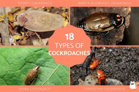 18 Different Types Of Cockroaches Roach Species With Photos