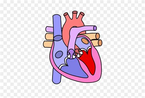 Cartoon Drawing Of A Human Heart Heart Diagram Without Label Free