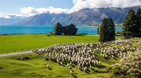 8 atrações para levar as crianças na Nova Zelândia Revista Viajar