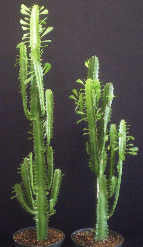 Have you ever wondered why cacti have spines instead of leaves? Plants are the Strangest People: Repotting Questions (With ...
