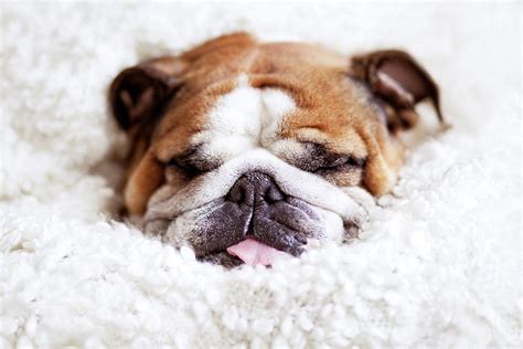 English Bulldog Sleeping In Fluffy By Hanneke Vollbehr