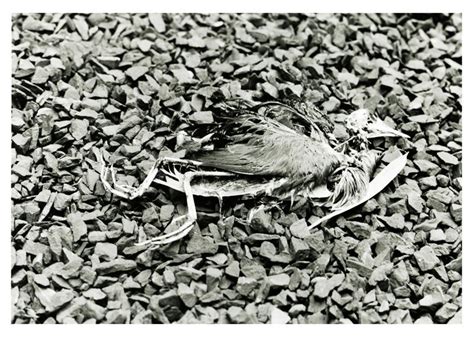 Decaying Bird By Joyouart On Deviantart