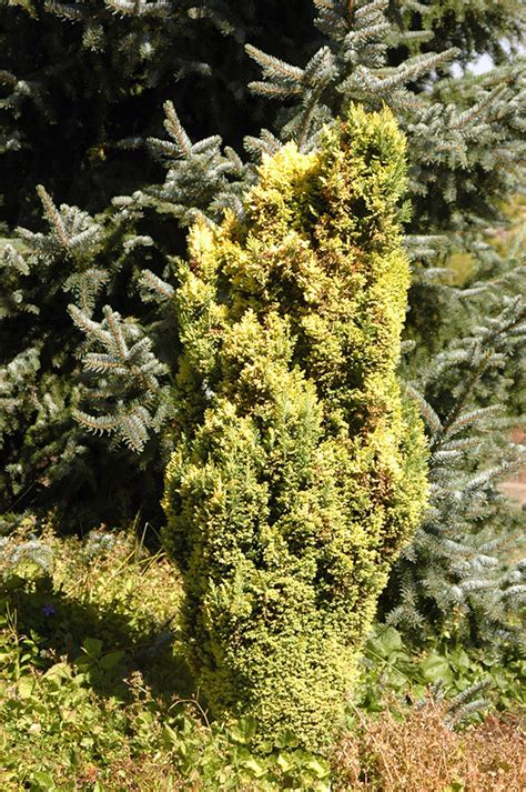 Chamaecyparis Lawsoniana Treasure Landscape Plants Oregon State