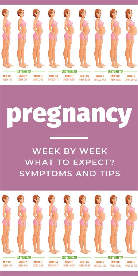 Pregnancy Week By Week Symptoms And Tips To Help And Guide You