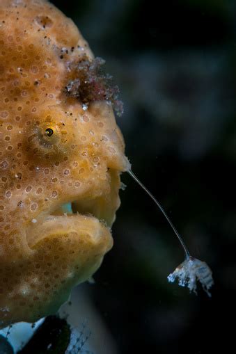 Frogfish Using Lure To Attract Prey Stock Photo Download Image Now