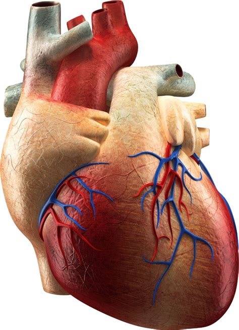 Picture Human Heart Png