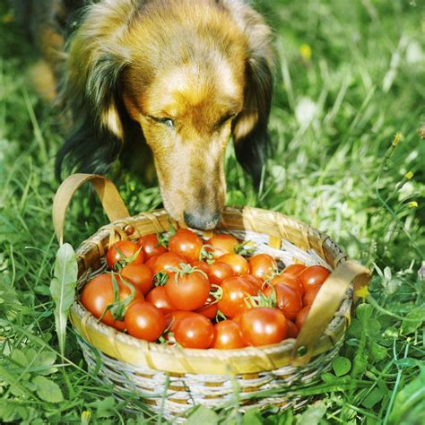 Get The Expert Advice On “can Dogs Eat Tomatoes”