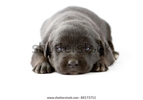 Newborn Black Labrador Puppy Stock Photo 88173751 Shutterstock