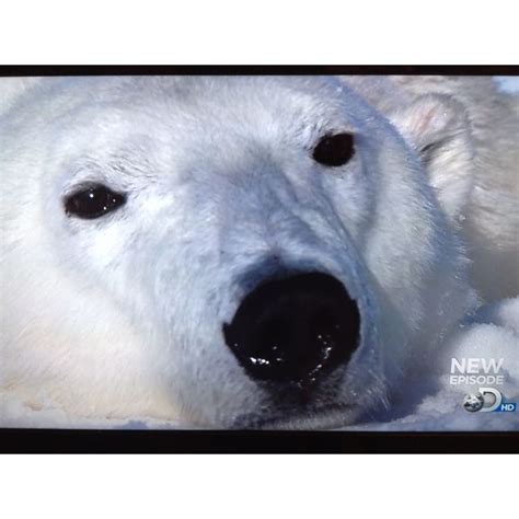 Poor Polar Bears Frozenplanet Polar Bear Bear Polar