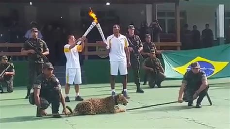 Brazil Just Shot And Killed Its Own Olympic Mascot Olympic Mascots Big Cats Picture Photo