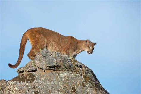 Mountain Lion Puma Concolor 15836 Natural History Photography