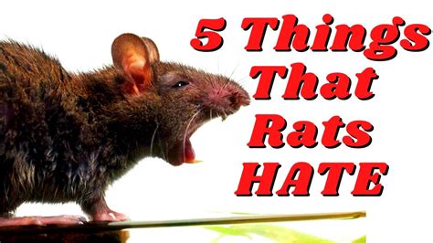 5 Things That Rats Absolutely Hate That You Might Do Youtube