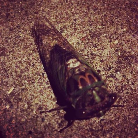 Cicada Project Noah