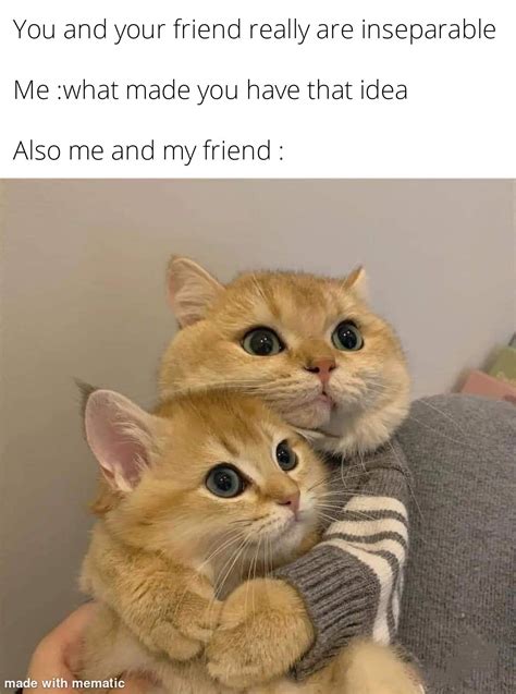 Me And My Bestie Cat Memes Cats Memes