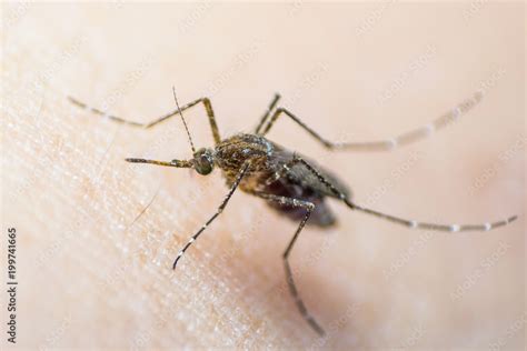 Aedes Aegypti Or Yellow Fever Mosquito Feeding Blood On Human Skin
