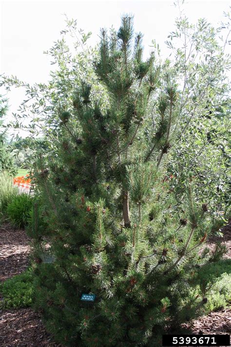 We did not find results for: mugo pine, Pinus mugo (Pinales: Pinaceae) - 5393671